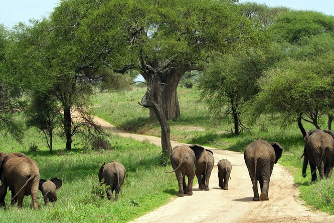 3 Days 2 Nights Group Joining Serengeti and Ngorogoro Safari - What $900 buys you over three days