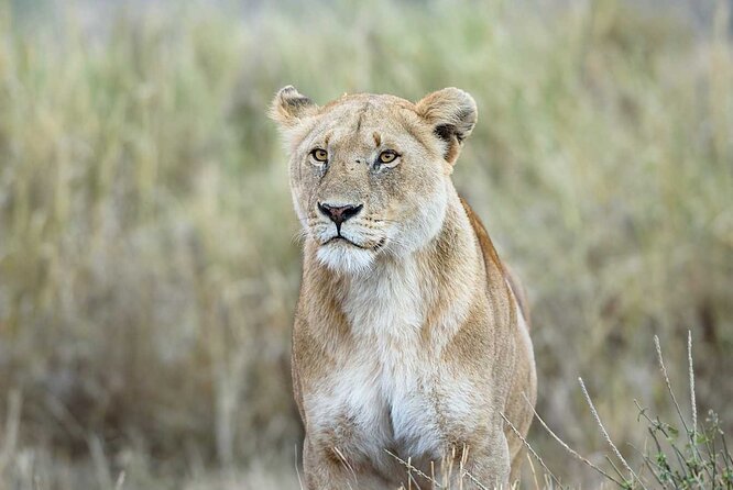 3 Days 2 Nights Group Joining Serengeti and Ngorogoro Safari - Ngorongoro Crater delivers the close-up sightings