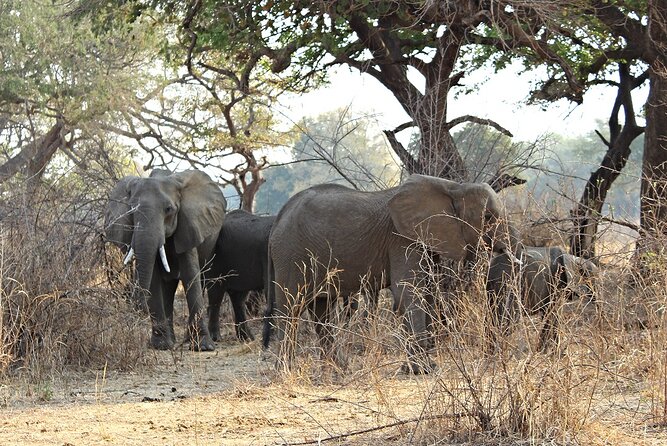 3 Days 2 Nights Group Joining Serengeti and Ngorogoro Safari - Why the open-roof 4x4 matters