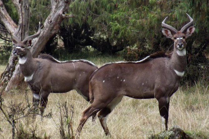 3 Days Bale Mountains Trekking - Why Bale Mountains deserves three days