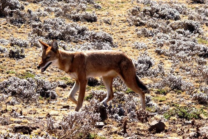 3 Days Bale Mountains Trekking - Day three: a final hike and the flight back