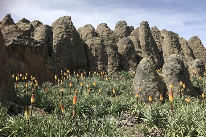 3 Days Bale Mountains Trekking - Fitness, altitude, and what to pack