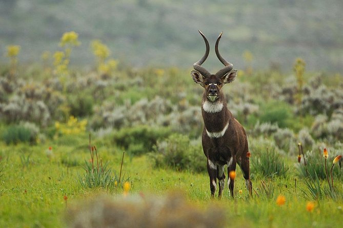 3 Days Bale Mountains Trekking - Who will enjoy this Bale Mountains trip