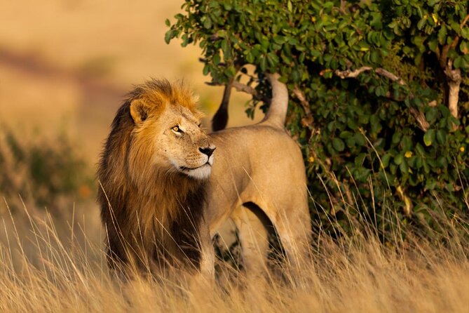 3 days group joining safari to Maasai Mara with a Land Cruiser Jeep - Key points to know before booking