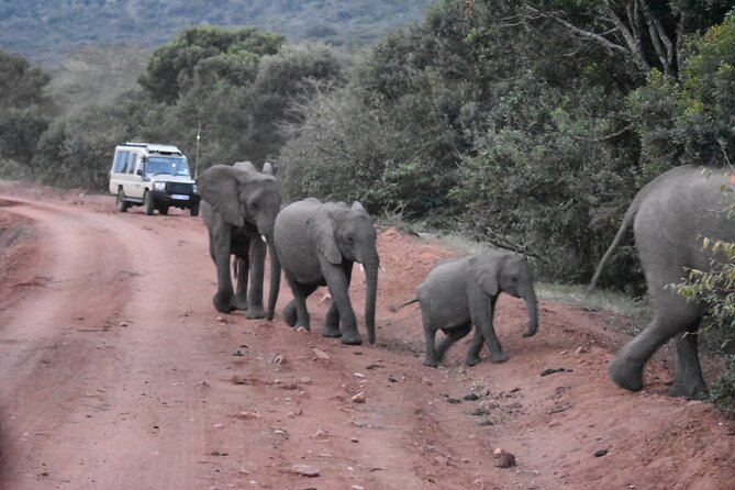 3 days group joining safari to Maasai Mara with a Land Cruiser Jeep - The $221 price and what you really pay