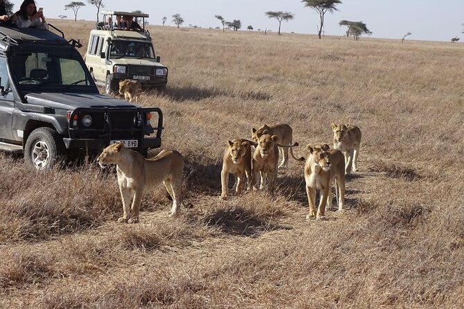 3 days group joining safari to Maasai Mara with a Land Cruiser Jeep - The Mara River and a picnic under a croton tree