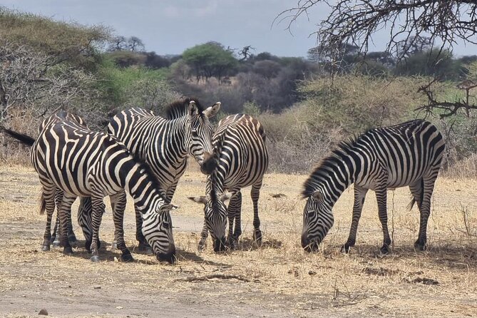 3 Days Group Safari Serengeti & Ngorongoro - Day three: wildlife inside Ngorongoro Crater