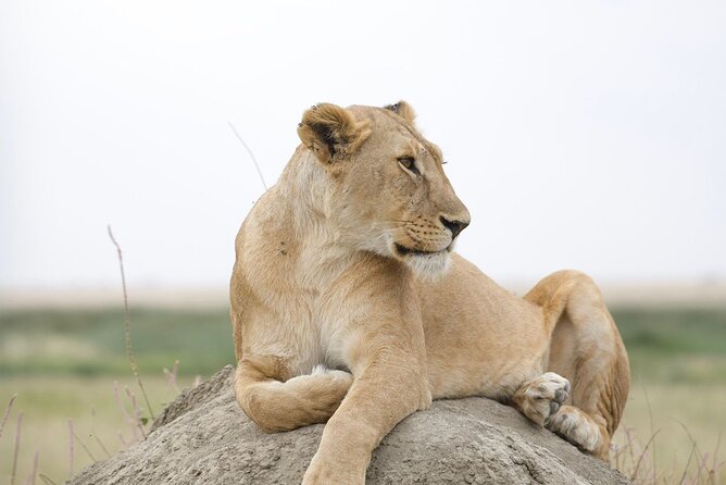 3 Days Group Safari Serengeti & Ngorongoro - The guide, chef, and vehicle make the difference