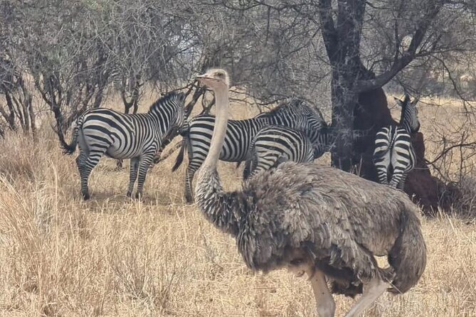 3 Days Group Safari Serengeti & Ngorongoro - Day one: from Arusha to the Seronera plains