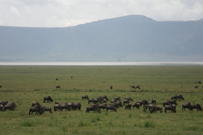 3 Days Lake Manyara, Ngorogoro Crater, Tarangire National Park - Three parks in three days, with very little wasted time