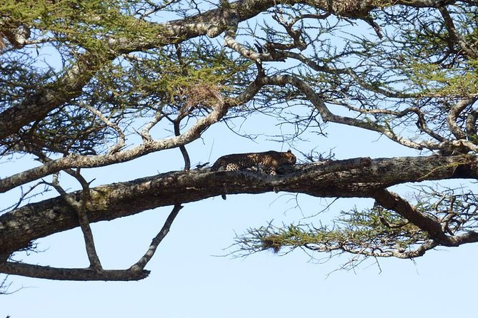 3 Days Lake Manyara, Ngorogoro Crater, Tarangire National Park - Day 2: The Ngorongoro Crater wildlife circuit
