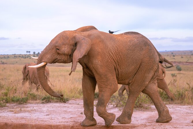 3 Days Murchison Falls Adventure Wildlife Safari Uganda Tour - Day 3: The long return through Kampala