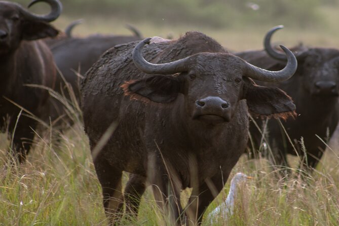 3 Days Murchison Falls Adventure Wildlife Safari Uganda Tour - Should you book the Murchison Falls adventure?