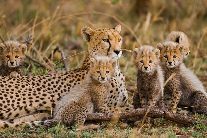 3 Days Safari Serengeti & Ngorongoro Crater - Why this safari works for a short Tanzania visit
