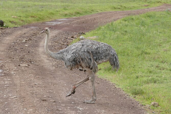 3 Days Safari Serengeti & Ngorongoro Crater - Day three: searching for black rhino in Ngorongoro Crater