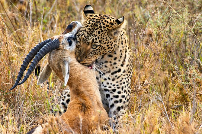 3 Days Safari Serengeti & Ngorongoro Crater - Camping, meals, and the practical side