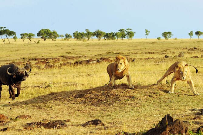 3 Days Safari Serengeti & Ngorongoro Crater - The guides and the value of good spotting