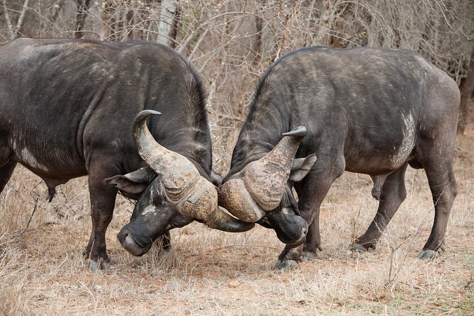 3 Days Safari Serengeti & Ngorongoro Crater - Booking advice and cancellation terms