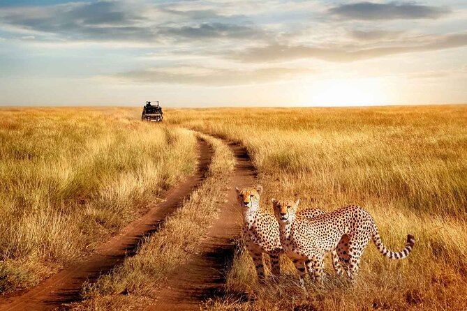 3 Days Safari to Serengeti National Park & Ngorongoro Crater in Tanzania - An early Serengeti morning and the road to Olduvai Gorge