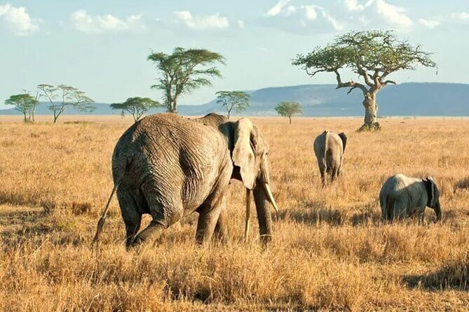 3 Days Safari to Serengeti National Park & Ngorongoro Crater in Tanzania - What camping and meals are really like