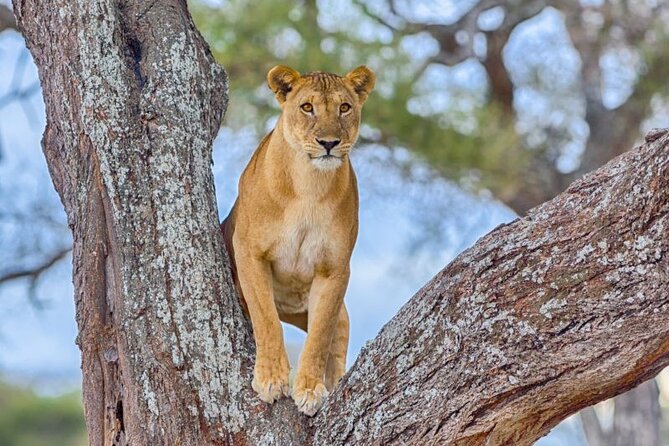 3 Days Safari to Serengeti National Park & Ngorongoro Crater in Tanzania - Ngorongoro Crater, a natural bowl full of wildlife