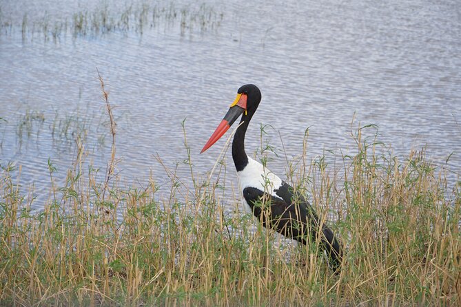 3 Days Serengeti & Ngorongoro Group Camping Safari - Two famous parks, two very different moods