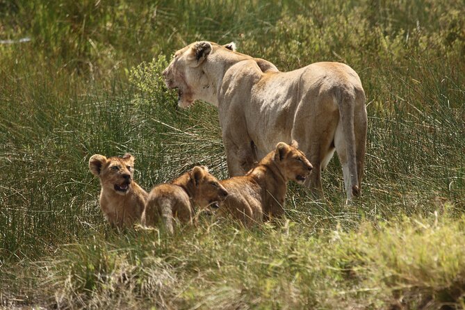 3 Days Serengeti & Ngorongoro Group Camping Safari - Day three: down into Ngorongoro Crater