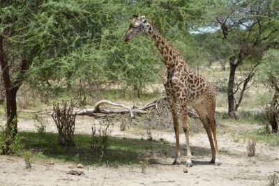3 Days Serengeti & Ngorongoro Group Camping Safari