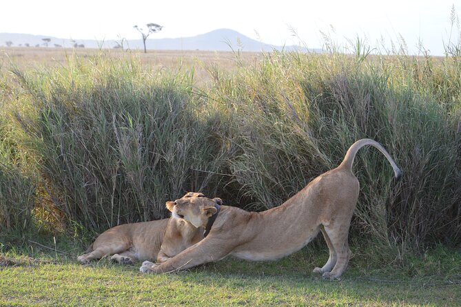 3 Days Serengeti & Ngorongoro Group Camping Safari - What $815 really buys you