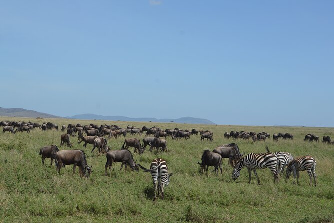 3 Days Serengeti & Ngorongoro Group Camping Safari - Food, camping, and the practical side of safari life