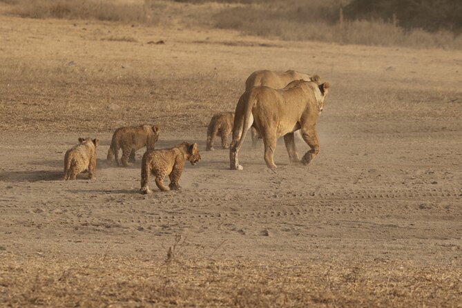 3 Days Serengeti & Ngorongoro Group Camping Safari - The guide can make or break a short safari