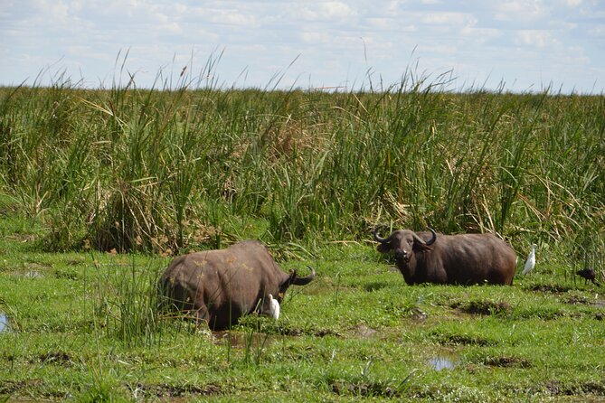 3 Days Serengeti & Ngorongoro Group Camping Safari - Who should choose this safari?