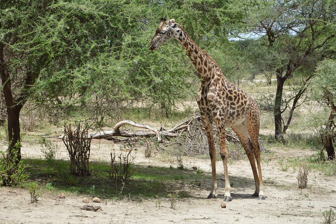 3 Days Serengeti & Ngorongoro Group Camping Safari - Day one: the long run to Serengeti