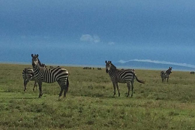 3 Days Serengeti & Ngorongoro Tour - Day two: big cats, herds, and the road to the crater