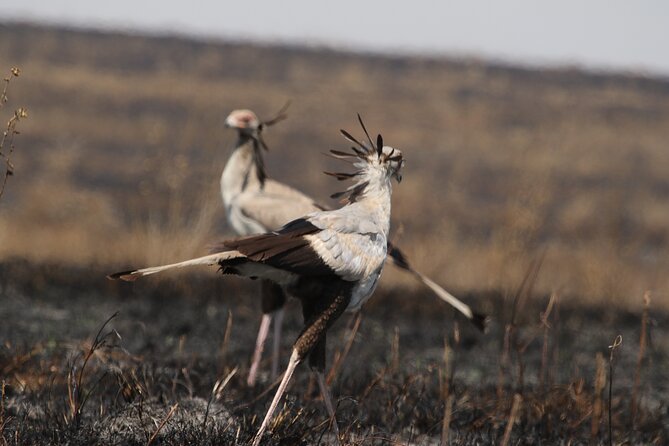 3 Days Tarangire, Ngorongoro & Lake Manyara Group Camping Safari - What camping adds to the $700 price