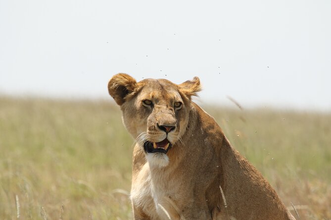 3 Days Tarangire, Ngorongoro & Lake Manyara Group Camping Safari - Why the small group matters