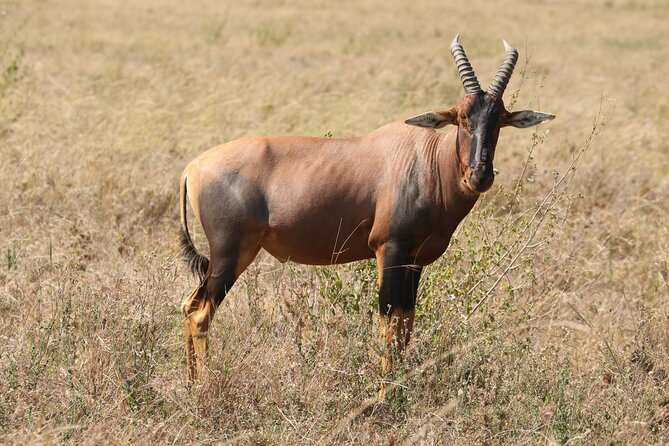 3 Days Tarangire, Ngorongoro & Lake Manyara Group Camping Safari - Meals, timing, and practical comfort