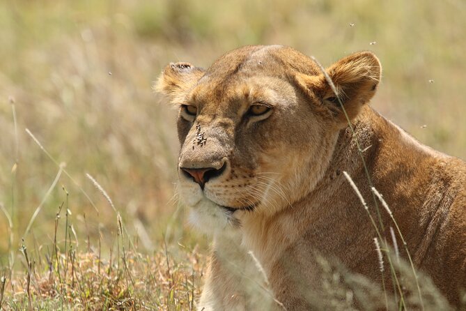 3 Days Tarangire, Ngorongoro & Lake Manyara Group Camping Safari - Should you book the three-day route?