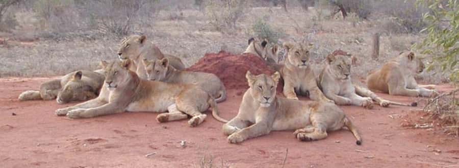 3 days Tsavo East and Amboseli safari from Diani/Mombasa - Key points at a glance