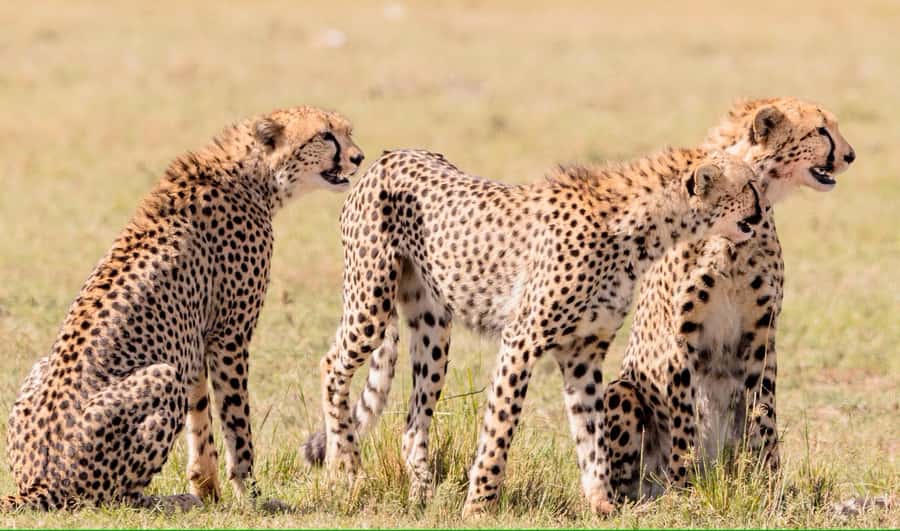 3 days Tsavo East and Amboseli safari from Diani/Mombasa - Why this coastal safari works