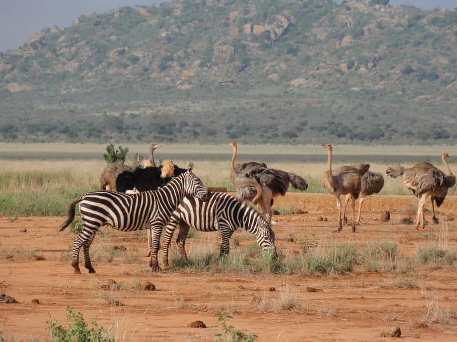 3 days Tsavo East and Amboseli safari from Diani/Mombasa - Lodge meals and accommodation