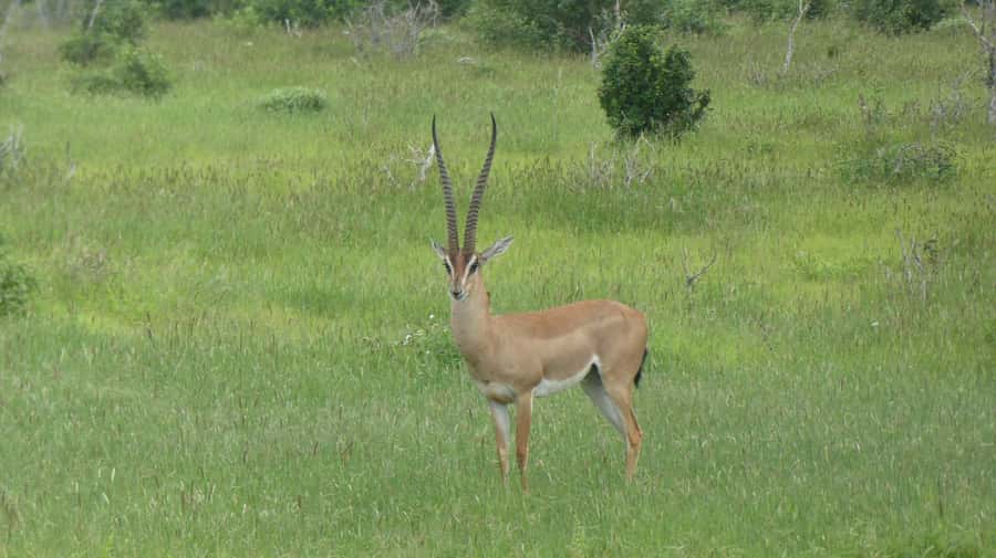 3 days Tsavo East and Amboseli safari from Diani/Mombasa - Should you book this three-day safari?