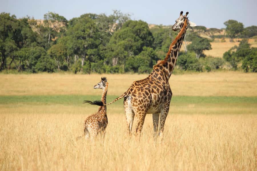 3 days Tsavo East and Amboseli safari from Diani/Mombasa - Day one: from Diani or Mombasa to Tsavo East
