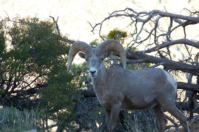 3 Hour Back-Road Safari to Grand Canyon with Entrance Gate By-Pass at 9:30 am - The guides are the real strength