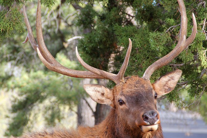 3 Hour Back-Road Safari to Grand Canyon with Entrance Gate By-Pass at 9:30 am - Is $130 a good value?