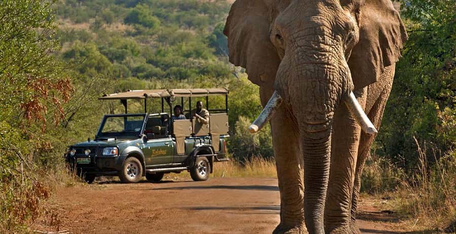3-Hour Shared Game Drive in Pilanesberg National Park - What three hours in an open vehicle feels like
