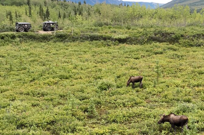 3 Hour SHERP Tour: Denali Fat Truck Tours - Is $249 a fair price?