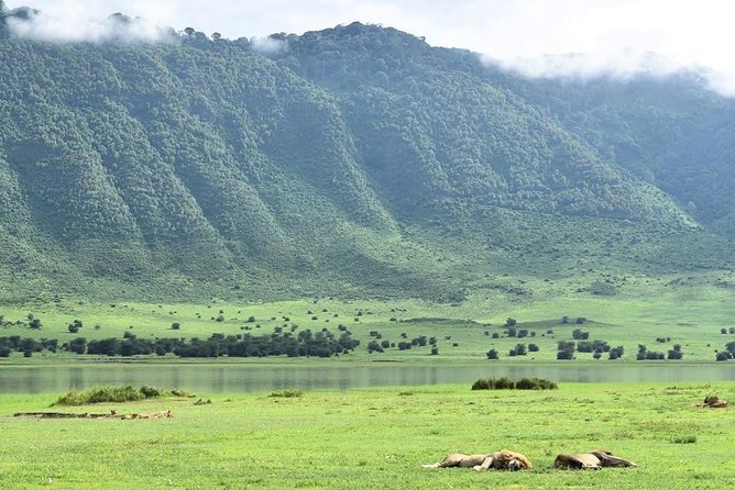 3days Serengeti National park and Ngorongoro Crater Tanzania Safari - Day two: an early Serengeti drive and the road to Ngorongoro
