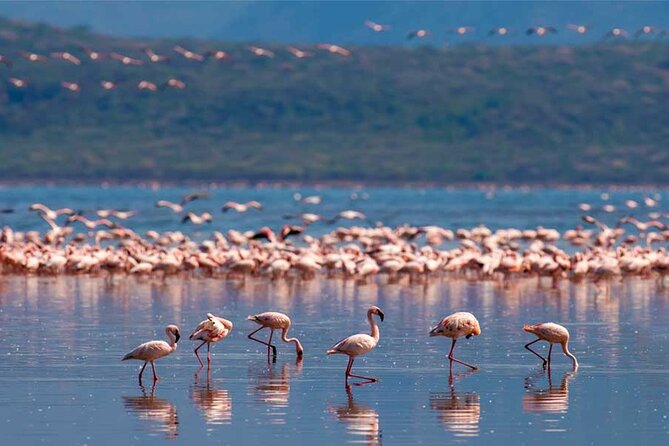 4 Day Great Migration Safari Serengeti & Ngorongoro Crater - Day four: down into Ngorongoro Crater