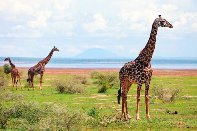 4 Day Great Migration Safari Serengeti & Ngorongoro Crater - Should you book it?